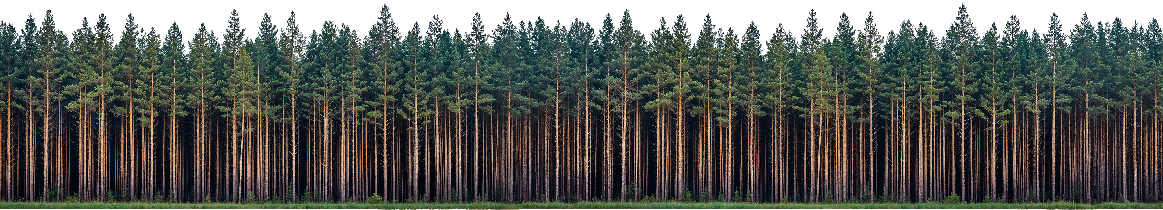 forest_line